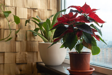 Potted plants including red poinsettia stands on windowsill
