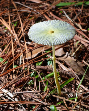 Single parasola mushroom growing tall