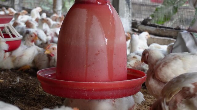 Plastic automatic poultry feeder and drinker used in a chicken coop 