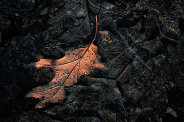 Frozen Oak Leaf in Winter Ice