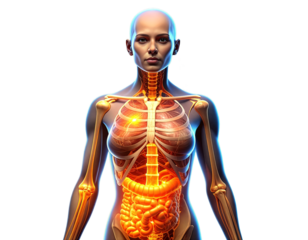 Female Digestive System Highlighted in 3D Anatomy Scan