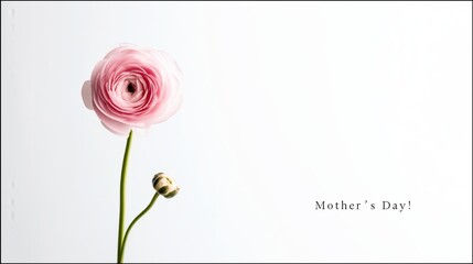 Mother’s Day flower minimalism supports high-value commercial targeting for greeting cards, advertising materials and retail gifting campaigns. Pink ranunculus on a clean background strengthens 