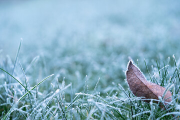 Frost on the fallen leaves, winter background with copy space