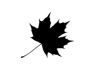 maple leaf silhouette