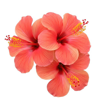 Vibrant coral hibiscus flowers with yellow stamens tropical bloom