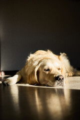 A golden retriever lays comfortably on a shiny wooden floor, enjoying warm sunlight streaming into the room in the late afternoon. Its expression is calm and peaceful.