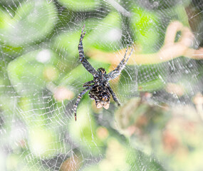 Close up of spider on net in sunshine
