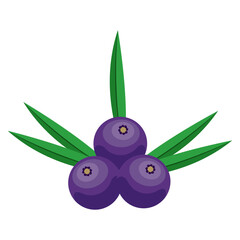 A&ccedil;ai berries with green leaves on a white background.