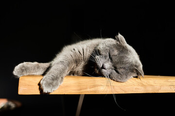 A gray feline stretches on a wooden table, basking in warm sunlight that highlights its soft fur. The calm scene creates a peaceful atmosphere in the room.