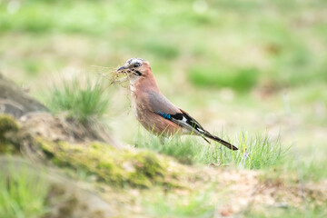 Eurasian jay (Garrulus glandarius) a species of medium-sized bird with colorful plumage, the animal collects twigs in the park to build a new nest, sunny day.