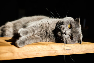 A gray feline stretches on a wooden table, basking in warm sunlight that highlights its soft fur. The calm scene creates a peaceful atmosphere in the room.