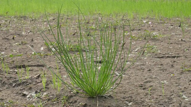Asphodelus tenuifolius, also known as the wild asphodel