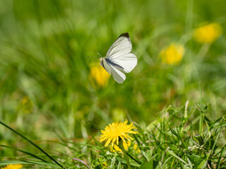 Small White Butterfly in Flight
