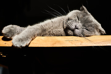 A gray feline stretches on a wooden table, basking in warm sunlight that highlights its soft fur. The calm scene creates a peaceful atmosphere in the room.