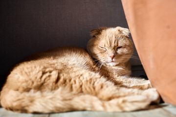 A ginger cat lies contently in a sunbeam, nestled close to a couch. Its eyes are half-closed, reflecting a calm and cozy afternoon ambiance.
