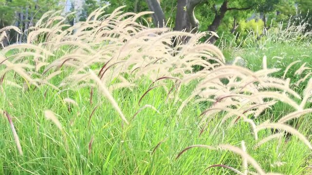 Dancing Foxtail Grasses in the Sunlight