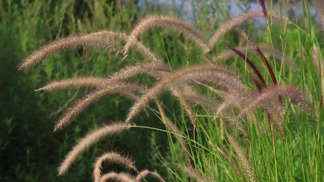 Dancing Foxtail Grasses in the Sunlight