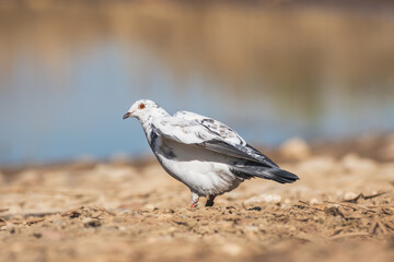 Obraz premium Rock dove (Columba livia) is a species of medium-sized bird with white and gray plumage, the animal stands on the ground with its wings raised and cools off on a warm, sunny day.