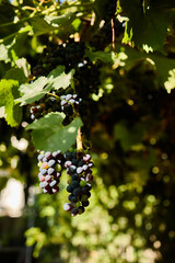 Vines are heavy with clusters of ripe grapes, glistening in the sunlight. The vineyard is full of green leaves, creating a vibrant atmosphere in the fresh air.