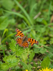 A Comma Butterfly Resting in a Meadow