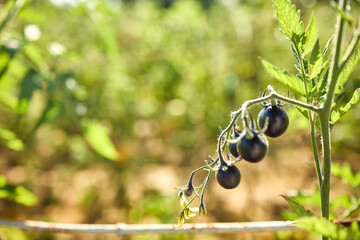 Black tomatoes hang from a green vine in a vibrant garden filled with greenery. The sunlight enhances their dark color, showcasing healthy growth in the afternoon.