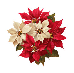 Fototapeta premium PNG Vibrant poinsettia floral illustration.
