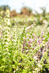 A close view of blooming basil plants in a garden filled with greenery and colorful flowers. Bright sunlight illuminates the fresh leaves and delicate white blossoms in a peaceful setting.