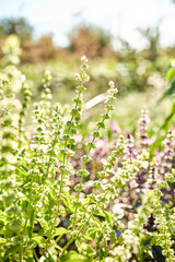 A close view of blooming basil plants in a garden filled with greenery and colorful flowers. Bright sunlight illuminates the fresh leaves and delicate white blossoms in a peaceful setting.
