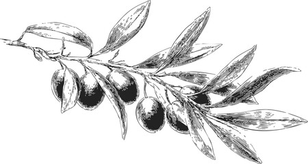 Naklejka premium Olive branch sketch hand drawn with leaves and ripe olives. Vector illustration