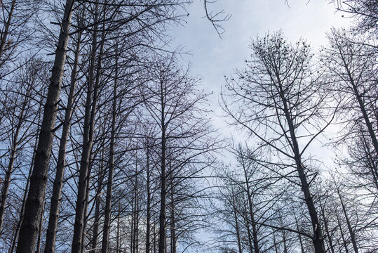 Tall Burned Pine Trees Against Blue Sky The Concept of Devastation