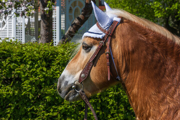 Close-up of a Haflinger horse's head in a leather bridle with ear net. Green hedge and white gazebo in the background. Sunny summer day