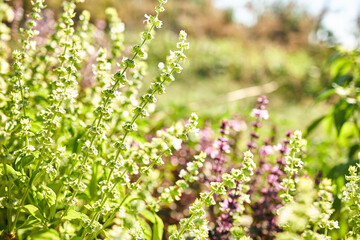 A close view of blooming basil plants in a garden filled with greenery and colorful flowers. Bright sunlight illuminates the fresh leaves and delicate white blossoms in a peaceful setting.