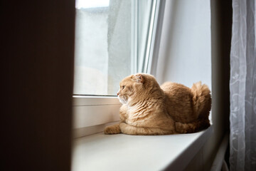 A calm cat with orange fur lies on a windowsill, gazing out at the scenery in a bright room filled with natural light. The scene captures a moment of peace and curiosity.
