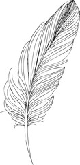 Obraz premium Feather sketch hand drawn style with detailed line art on white. Vector illustration