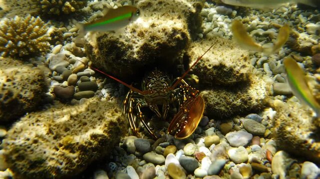 Tropical spiny lobster hiding in reef rocks surrounded by schooling fish underwater.