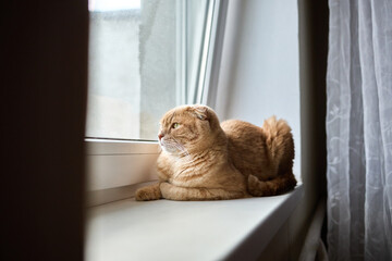 A calm cat with orange fur lies on a windowsill, gazing out at the scenery in a bright room filled with natural light. The scene captures a moment of peace and curiosity.