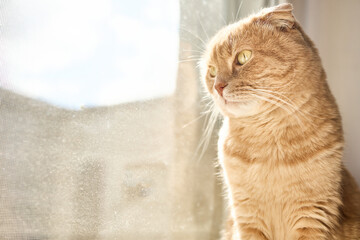 A light-colored cat is sitting by a window, gazing outside. Sunlight casts a warm glow on its fur, highlighting its calm demeanor and curiosity about the world beyond.