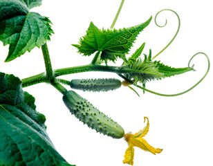 Young cucumber fruit growing on a vine with a yellow flower and green leaves, transparent background