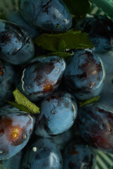 Plums are gathered from the orchard, showing ripe fruits with rich colors and green leaves. The scene captures the essence of late summer harvest time.