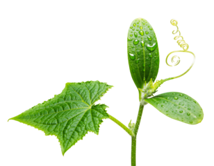 Cucumber seedling growing with fresh water droplets on leaves and a delicate tendril, transparent background