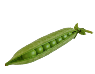 Fresh green pea pod opening, showing small round peas inside, healthy ingredient on transparent background
