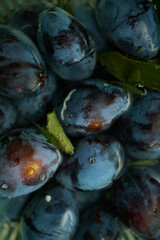 Plums are gathered from the orchard, showing ripe fruits with rich colors and green leaves. The scene captures the essence of late summer harvest time.