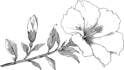 Hibiscus flower sketch, hand drawn botanical branch with bud and leaves. Vector illustration