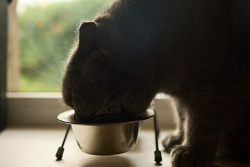 A cat is eating from a silver bowl placed on the floor near a window. Sunlight shines in, creating a warm atmosphere in the cozy room. A view of greenery can be seen outside.