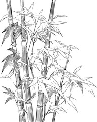 Obraz premium Bamboo stalks sketch hand drawn with leaves in detailed botanical style. Vector illustration