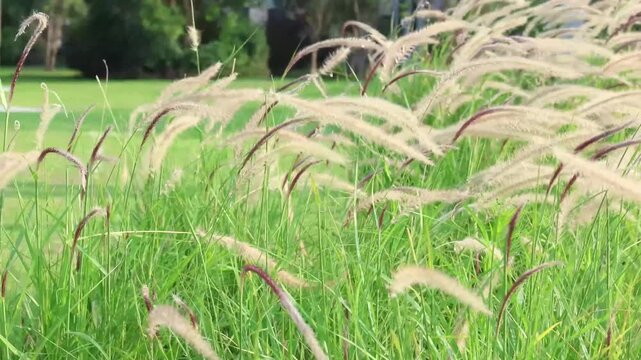Dancing Foxtail Grasses in the Sunlight