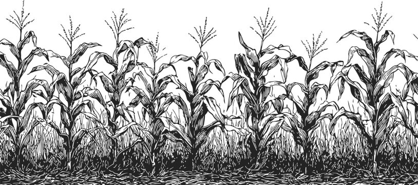 Corn field sketch, hand drawn black and white maize plants in row. Vector illustration