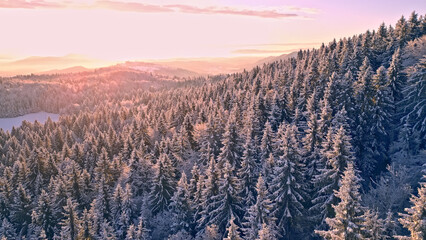 Breathtaking winter landscape at sunrise, featuring a dense forest of snow-covered evergreen trees....