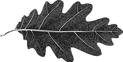 Fototapeta premium Oak leaf sketch hand drawn with detailed veins and textured surface. Vector illustration