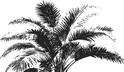 Obraz premium Palm tree sketch hand drawn detailed tropical foliage on white background. Vector illustration